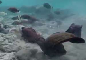 جدال مرگ و زندگی بین مارماهی با اختاپوس