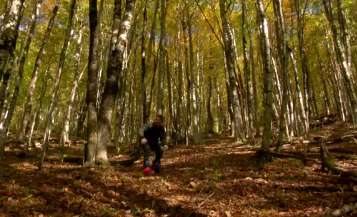 اسکی بدون برف در جنگل