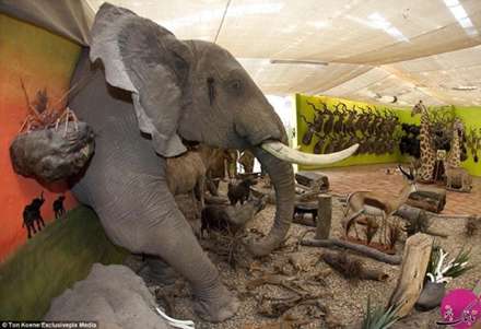 تصاویر خشک کردن حیوانات در نامیب