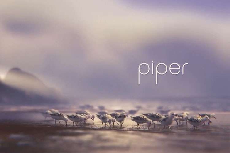 انیمیشن کوتاه Piper شانس اسکار ۲۰۱۷