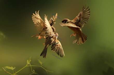 طبیعت زیبای اندونزی در قاب دوربین عکاسان