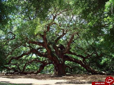 درخت1500 ساله