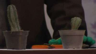 نگهداری از گیاه کاکتوس