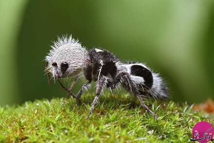 تصاویر حیواناتی با شکل های باورنکردنی و عجیب