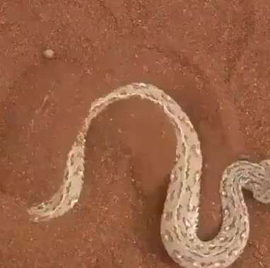 استتار مار و شکار سوسمار