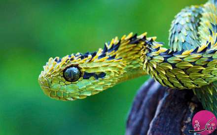 تصاویر حیواناتی با شکل های باورنکردنی و عجیب