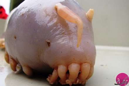 تصاویر حیواناتی با شکل های باورنکردنی و عجیب