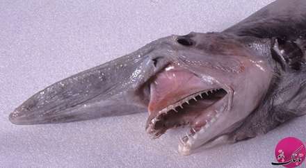 تصاویر حیواناتی با شکل های باورنکردنی و عجیب