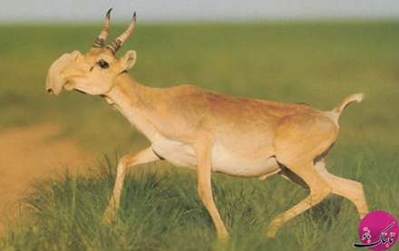 تصاویر حیواناتی با شکل های باورنکردنی و عجیب