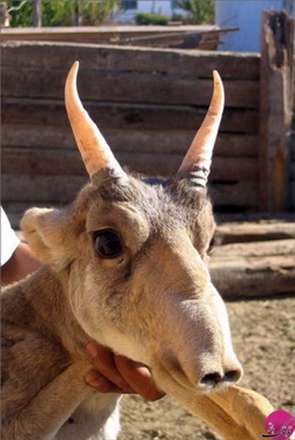 تصاویر حیواناتی با شکل های باورنکردنی و عجیب