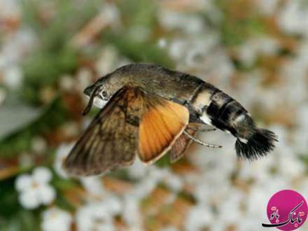 تصاویر حیواناتی با شکل های باورنکردنی و عجیب