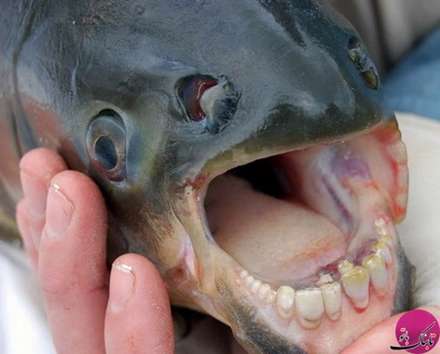 تصاویر حیواناتی با شکل های باورنکردنی و عجیب