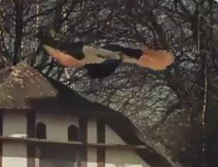 لحظه تماشایی پرواز یک طاووس