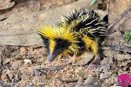 تصاویر حیواناتی با شکل های باورنکردنی و عجیب