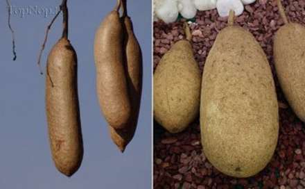 انواع خیار که تا به حال ندیده اید