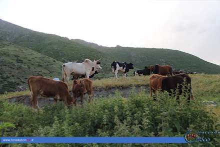 طبیعت زیبای روستای لیره‌سر