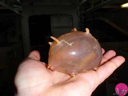 تصاویر حیواناتی با شکل های باورنکردنی و عجیب