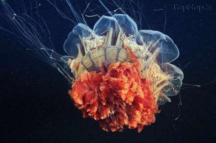 عکس هایی شگفت انگیز از عروس های دریایی