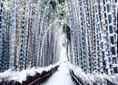 تصاوير ديدني از زمستان در کیوتو