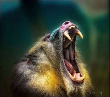 کمیاب ترین و عجیب ترین موجودات زمین