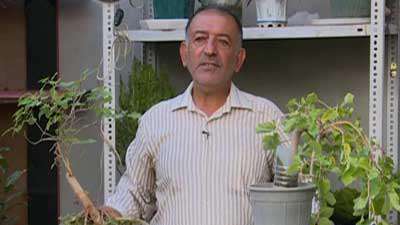 گیاه توت (به زبان آذری)