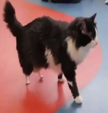 پای مصنوعی برای گربه!