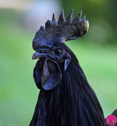 لامبورگینی؛ شگفت انگیزترین خروس جهان