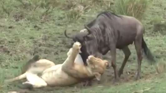 تراژدی حیات وحش؛ وقتی یک شیر گرسنه می‌شود(+16)