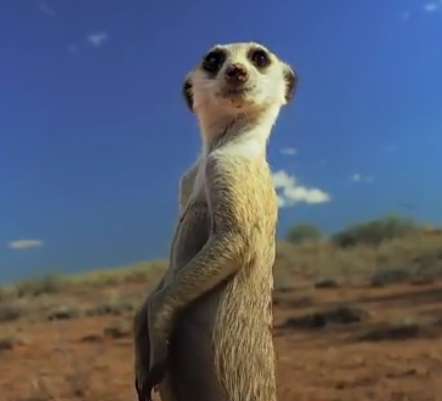 کنجکاوی جالب میرکت ها نسبت به مهمان ناخوانده