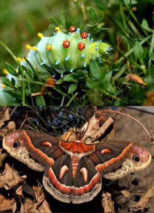 این کرم ها به چه حشره ای تبدیل میشوند!!؟