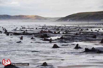 بقایای جنگل ماقبل تاریخ در انگلستان
