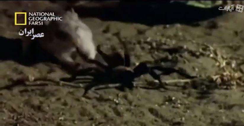 موش عجیبی که شکارچی عقرب و رتیل است!