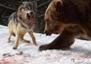تصاوير نبرد خونين خرس گريزلی با گرگ ها