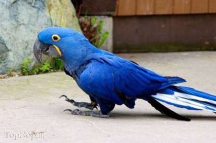 کمیاب ترین و عجیب ترین موجودات زمین