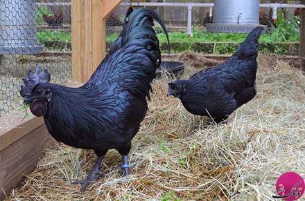 لامبورگینی؛ شگفت انگیزترین خروس جهان