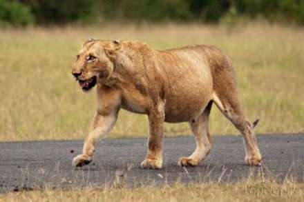 وقتی حیوانات حامله می شوند !