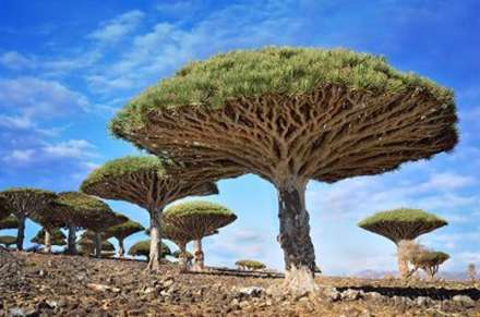 قدرت طبیعت در آفرینش زیبایی