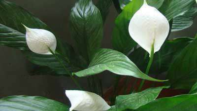 اسپاتی فیلوم