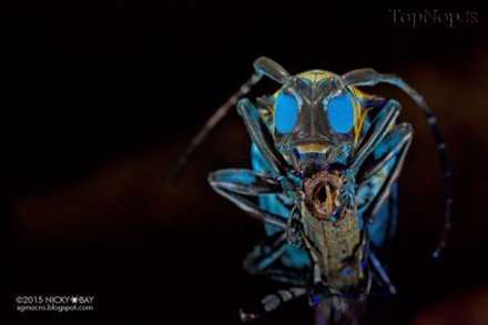 عکس هایی از موجودات کم یاب سنگاپور