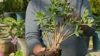 گل کراسولای درشت برگ (به زبان آذری)