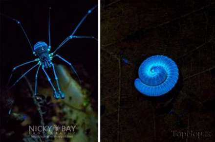 عکس هایی از موجودات کم یاب سنگاپور