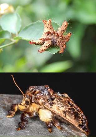 این کرم ها به چه حشره ای تبدیل میشوند!!؟