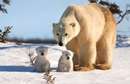 عکاس های چشم نواز از خرس های قطبی