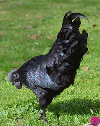 لامبورگینی؛ شگفت انگیزترین خروس جهان