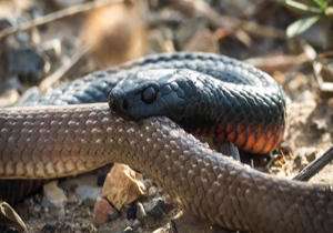 صحنه دیدنی هم‌نوع خواری مار