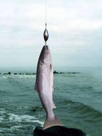 salmon on fishing-rod