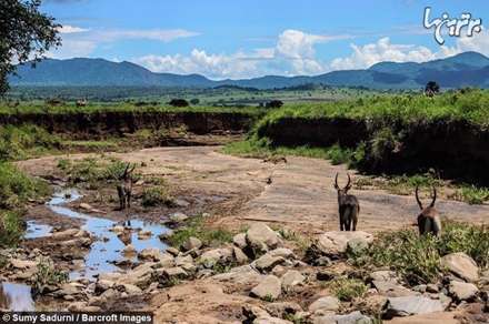 قبیله گمشده شرق آفریقا