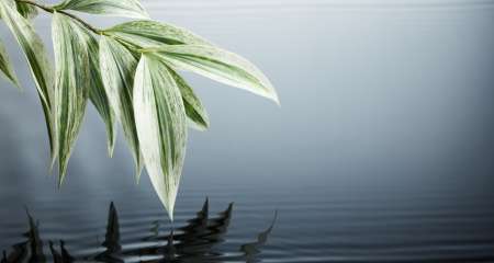 water and leaves