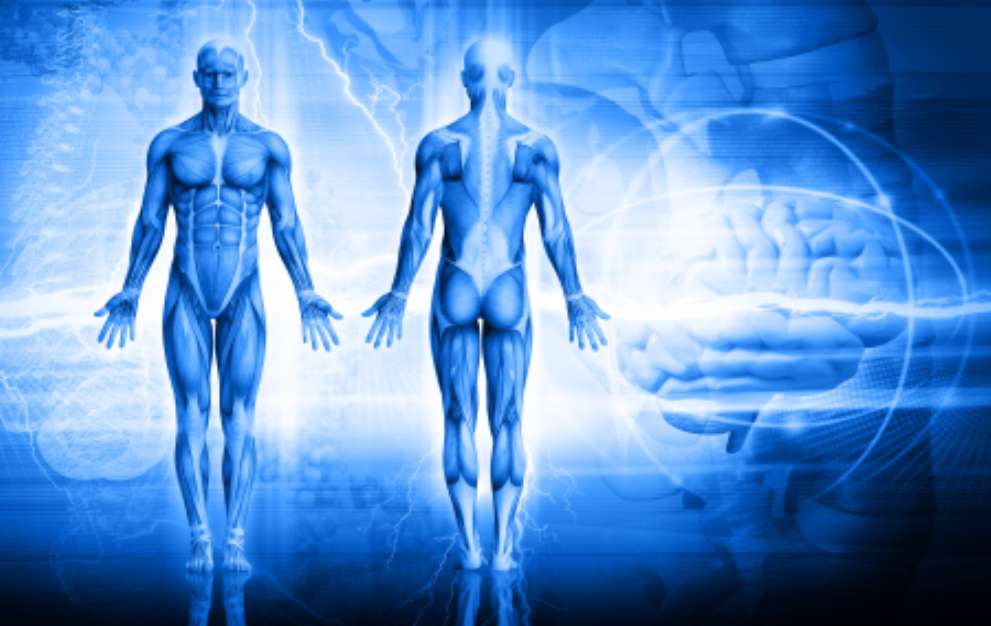 human body