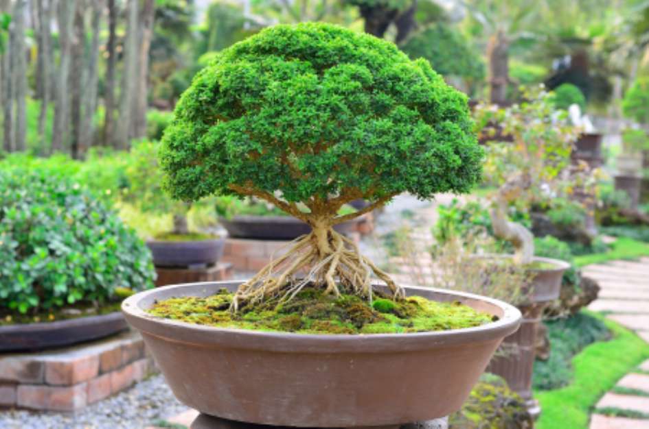 bonzai plant